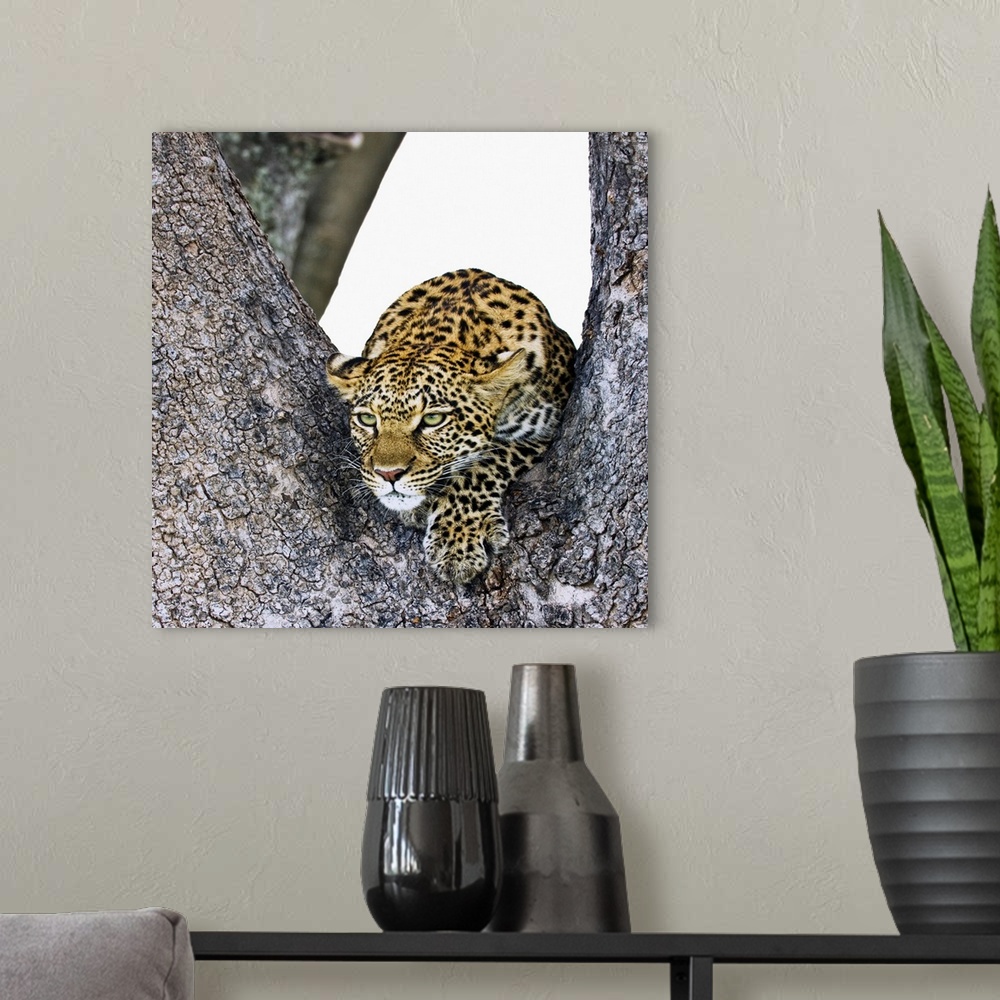 A modern room featuring Leopard (Panthera Pardus)