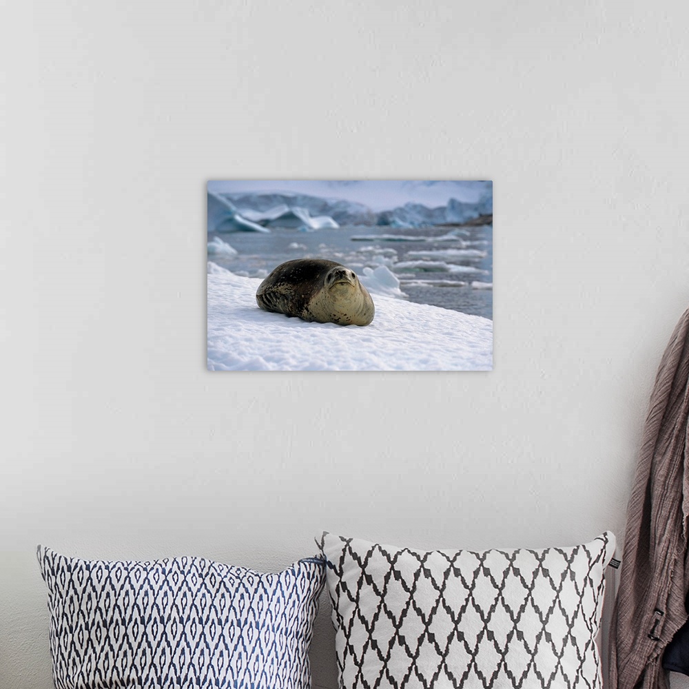 A bohemian room featuring Leopard seal laying on ice pack, antarctica, summer.