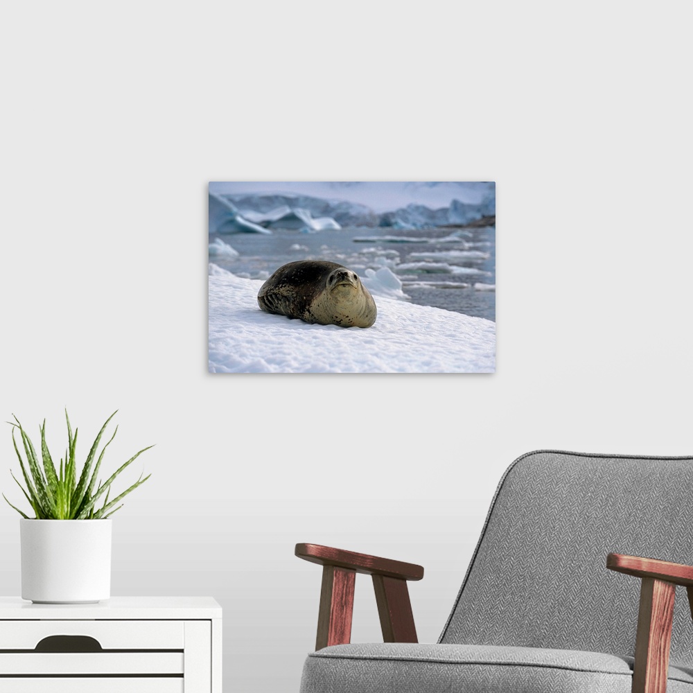 A modern room featuring Leopard seal laying on ice pack, antarctica, summer.