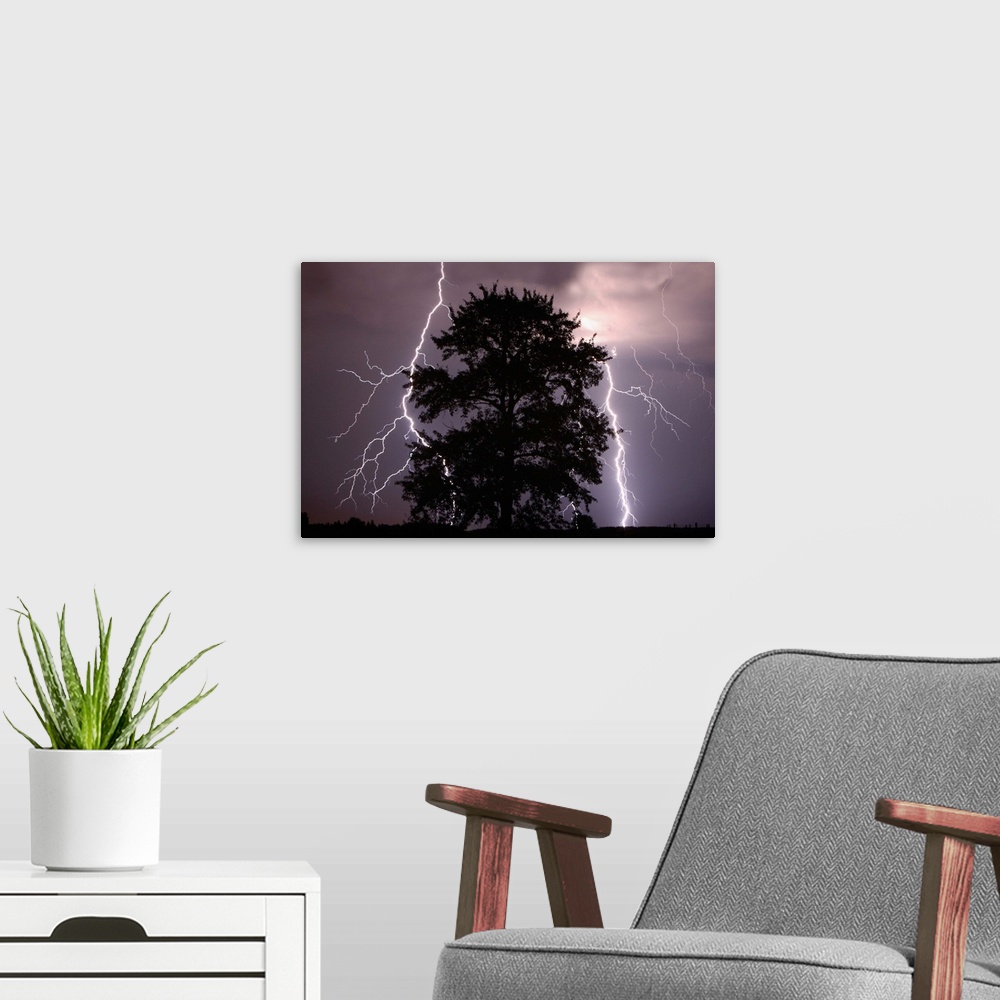 A modern room featuring Lightning Strikes In The Sky Behind A Tree; Alberta, Canada