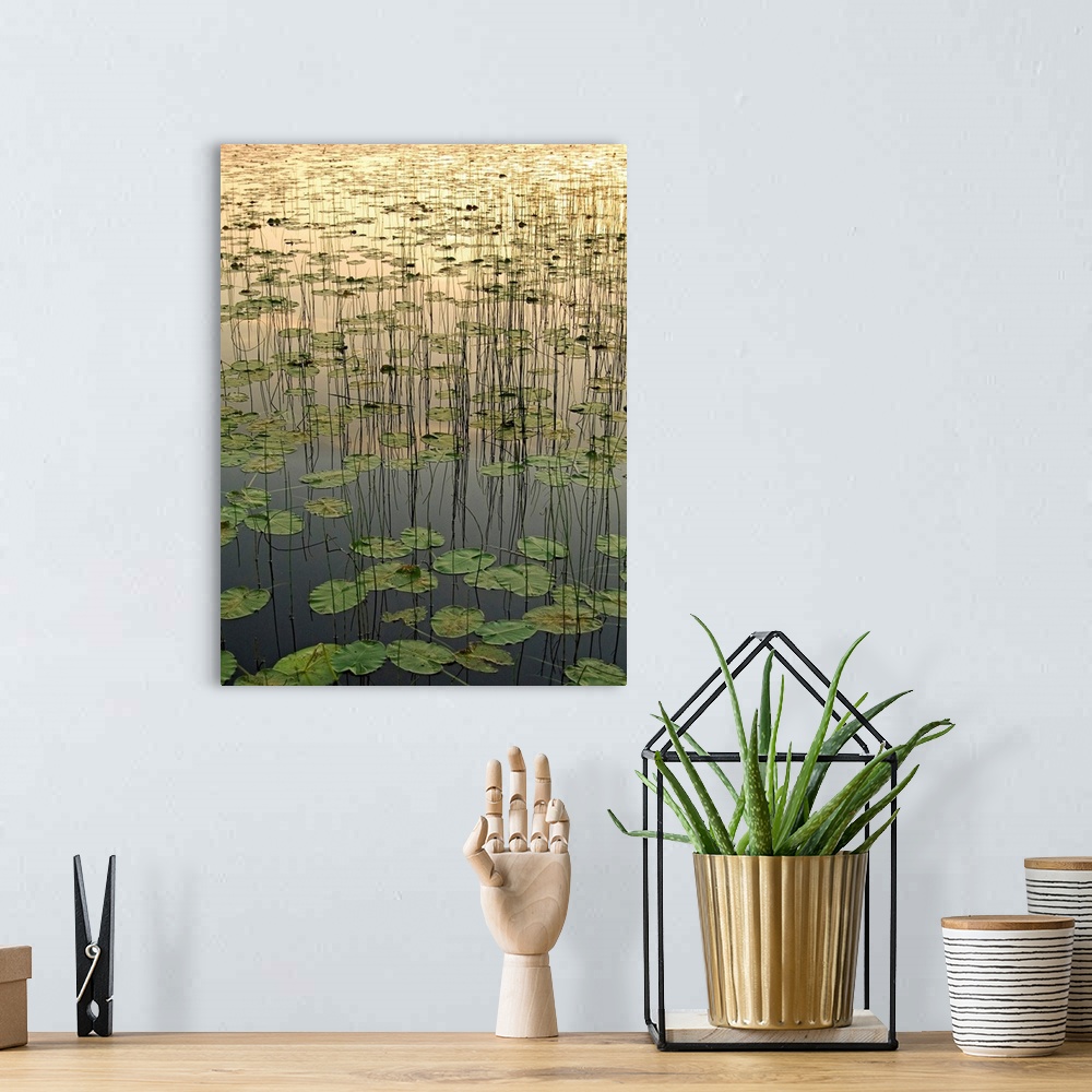 A bohemian room featuring Portrait, vertical photograph of Deadman Lake full of lily pads at Sunset, in Tetlin, Southecentr...