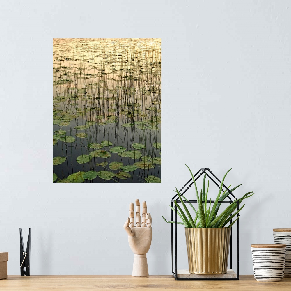 A bohemian room featuring Portrait, vertical photograph of Deadman Lake full of lily pads at Sunset, in Tetlin, Southecentr...