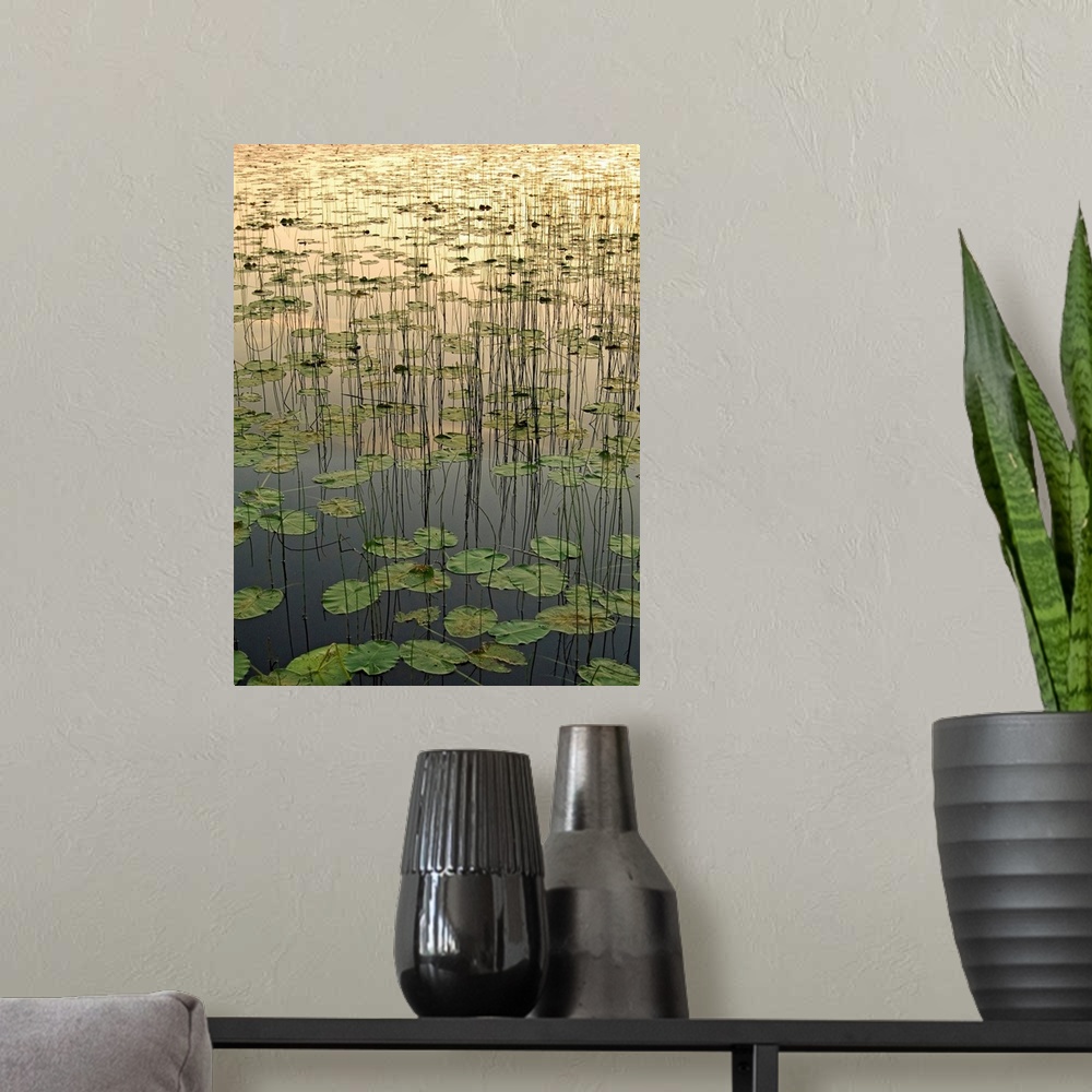 A modern room featuring Portrait, vertical photograph of Deadman Lake full of lily pads at Sunset, in Tetlin, Southecentr...