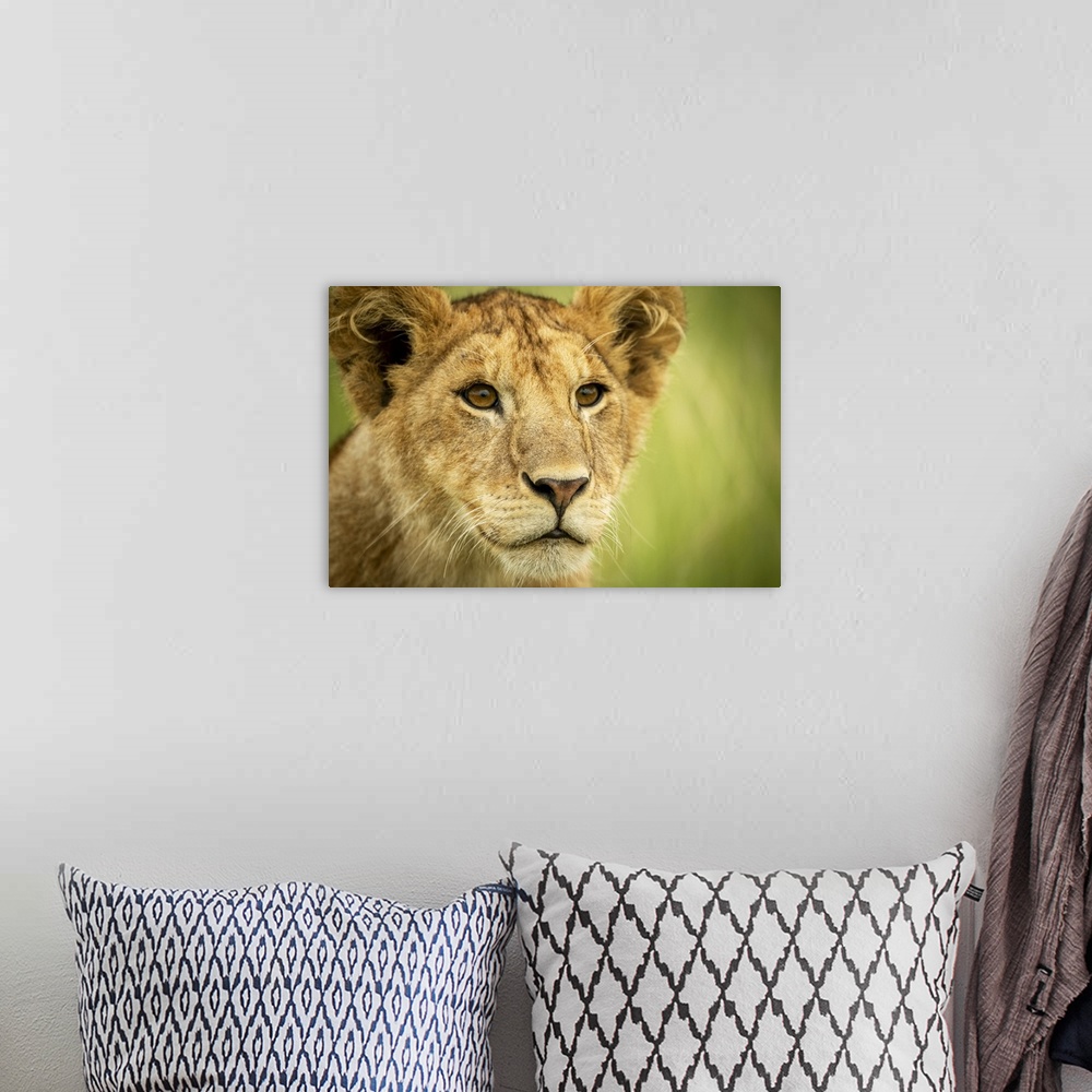 A bohemian room featuring Close-up of lion cub (Panthera leo) head and shoulders, Grumeti Serengeti Tented Camp, Serengeti ...