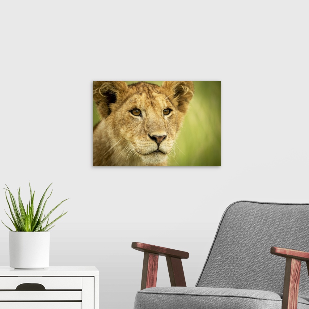 A modern room featuring Close-up of lion cub (Panthera leo) head and shoulders, Grumeti Serengeti Tented Camp, Serengeti ...