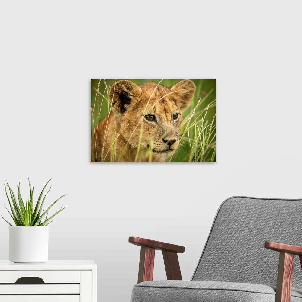 A modern room featuring Close-up of lion cub (panthera leo) looking through grass, Grumeti Serengeti tented camp, Serenge...