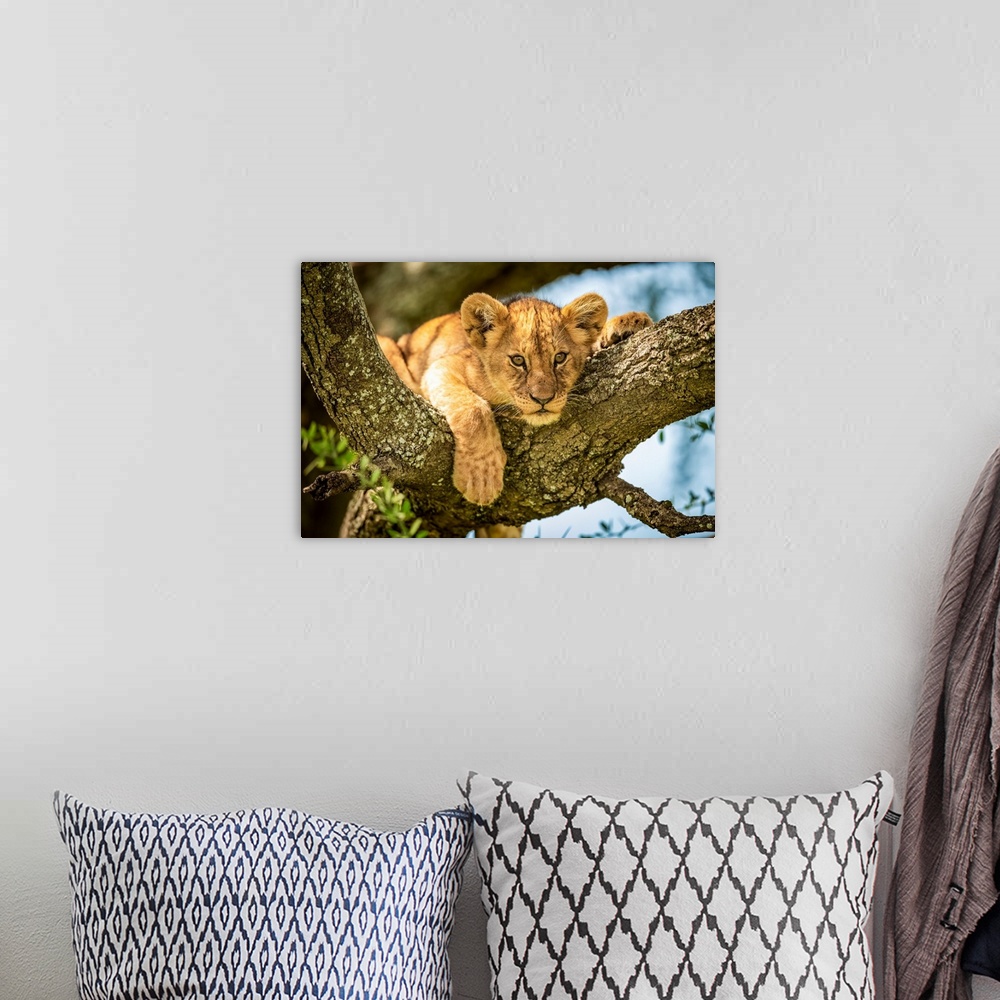 A bohemian room featuring Lion cub (panthera leo) looks out from lichen-covered branch, Grumeti Serengeti tented camp, Sere...