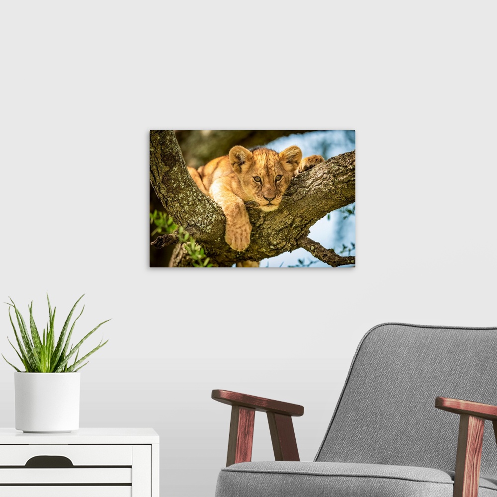 A modern room featuring Lion cub (panthera leo) looks out from lichen-covered branch, Grumeti Serengeti tented camp, Sere...