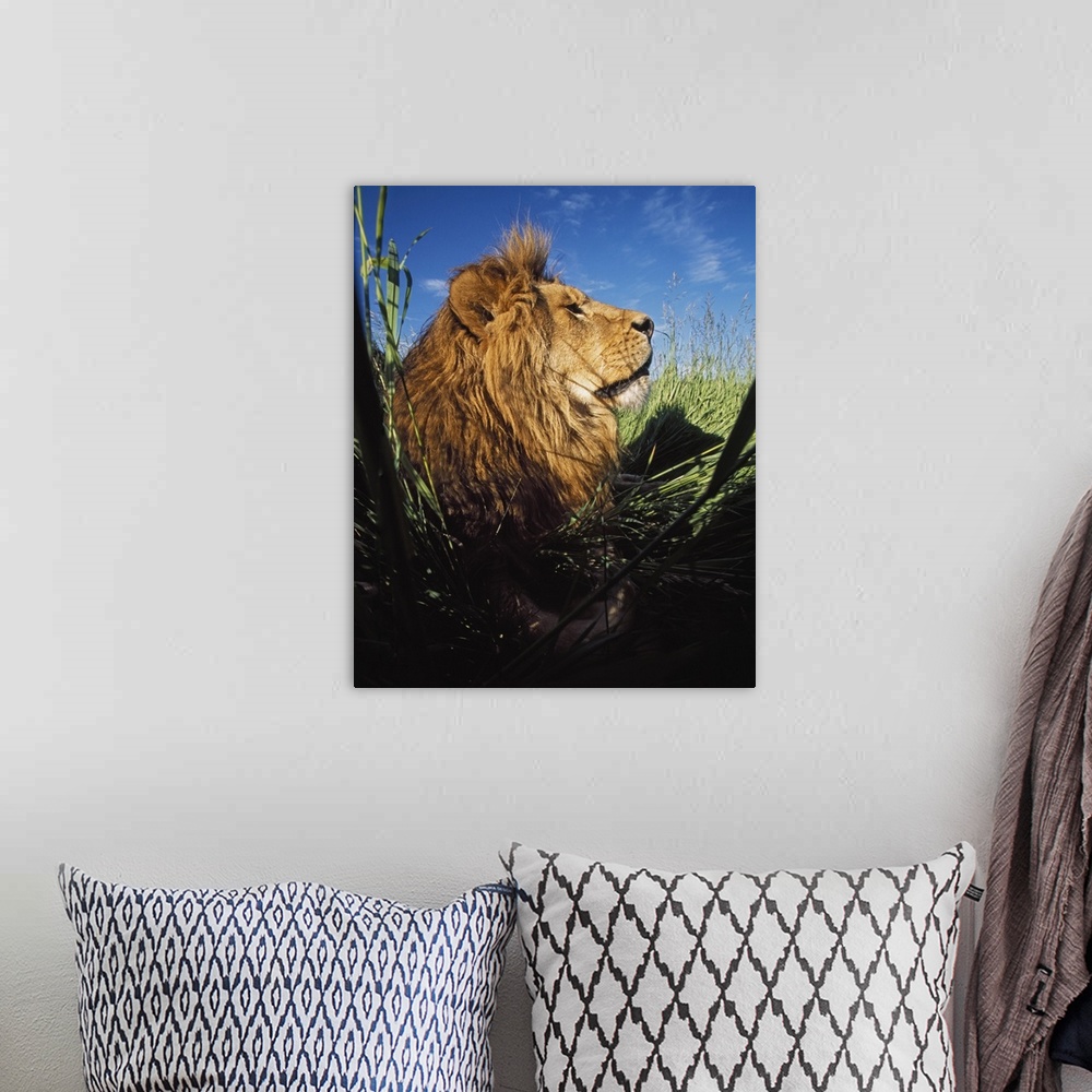 A bohemian room featuring Lion (Panthera Leo) With Big Mane Laying In Tall Green Grass