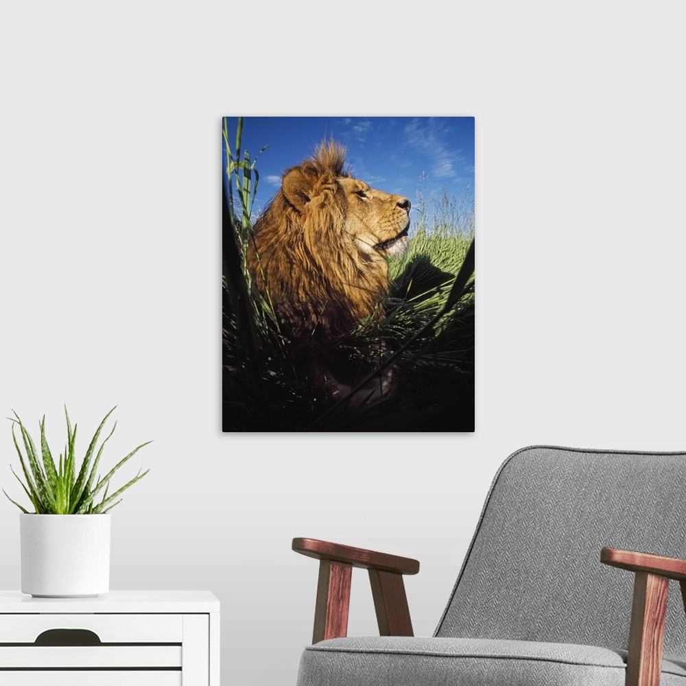A modern room featuring Lion (Panthera Leo) With Big Mane Laying In Tall Green Grass