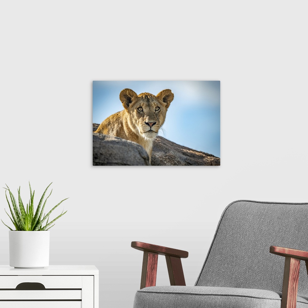 A modern room featuring Lioness (Panthera leo) sits looking out over rocky boulders, Klein's Camp, Serengeti National Par...