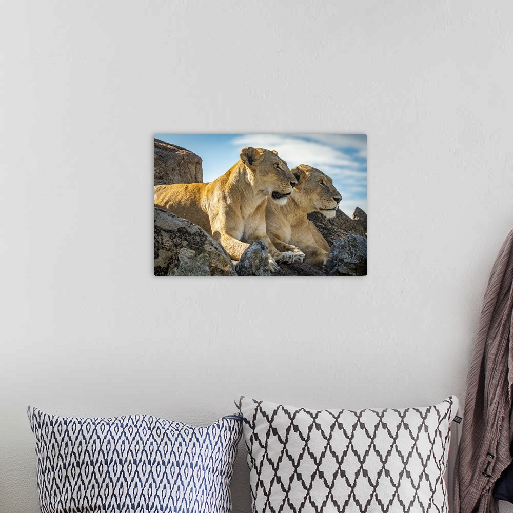 A bohemian room featuring Lionesses (Panthera leo) lie mirroring each other on rock, Cottar's1920s Safari Camp, Maasai Mara...