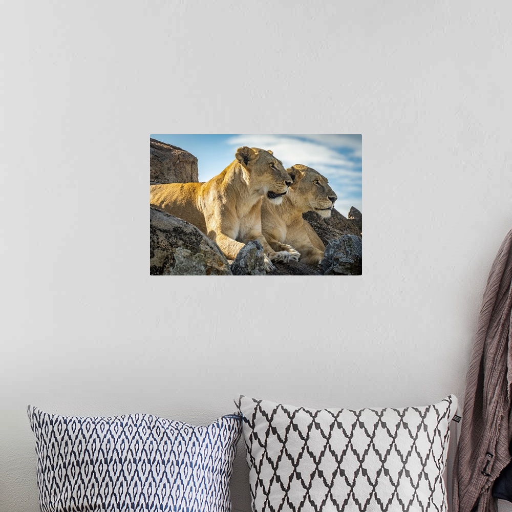 A bohemian room featuring Lionesses (Panthera leo) lie mirroring each other on rock, Cottar's1920s Safari Camp, Maasai Mara...
