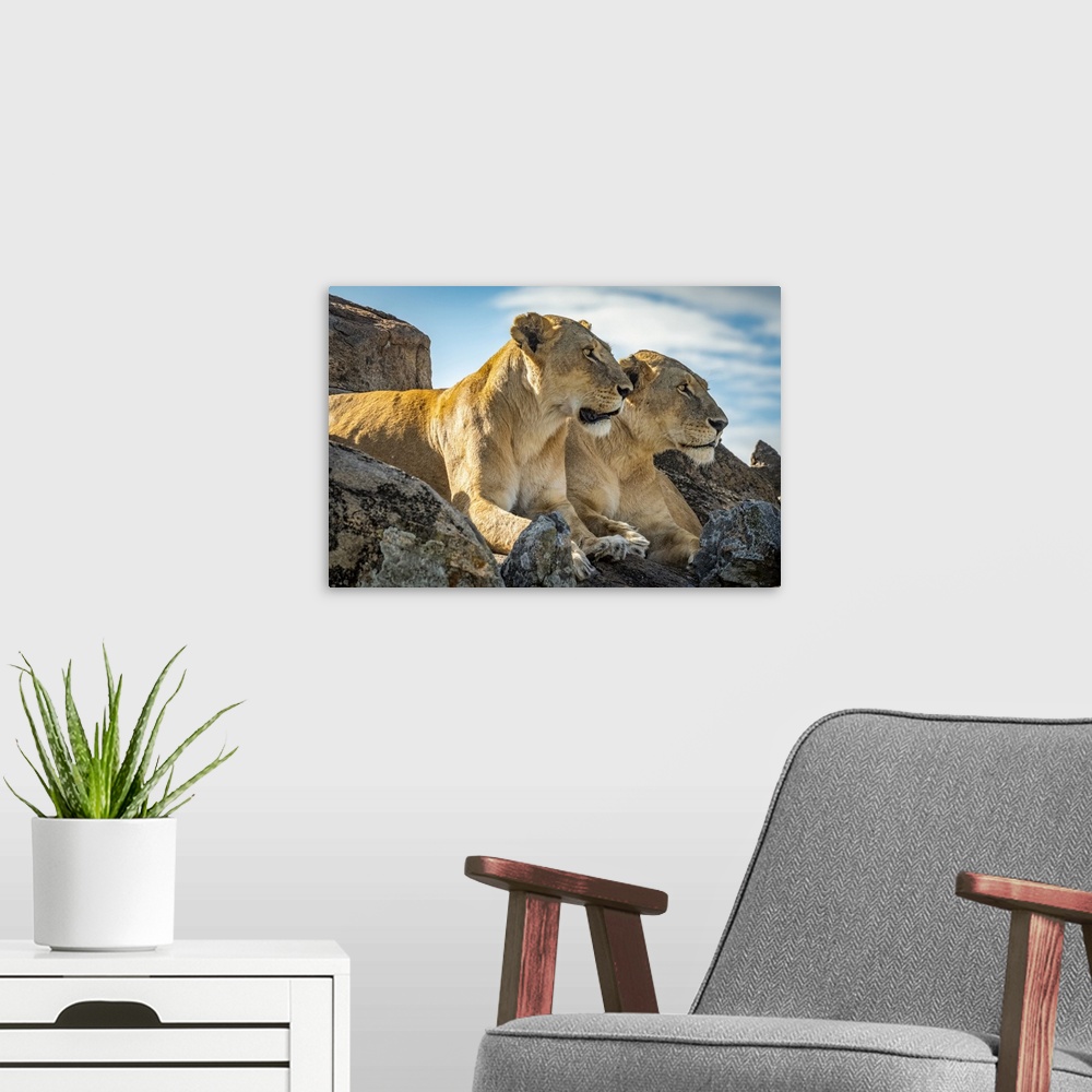 A modern room featuring Lionesses (Panthera leo) lie mirroring each other on rock, Cottar's1920s Safari Camp, Maasai Mara...