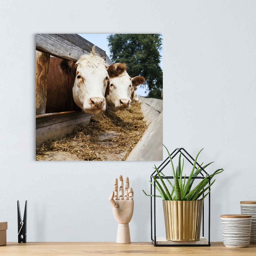 A bohemian room featuring Livestock, Whiteface Hereford beef cattle at feedbunk, Nebraska