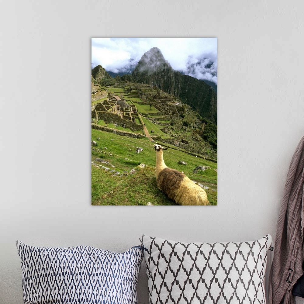 A bohemian room featuring Llama At Machu Picchu