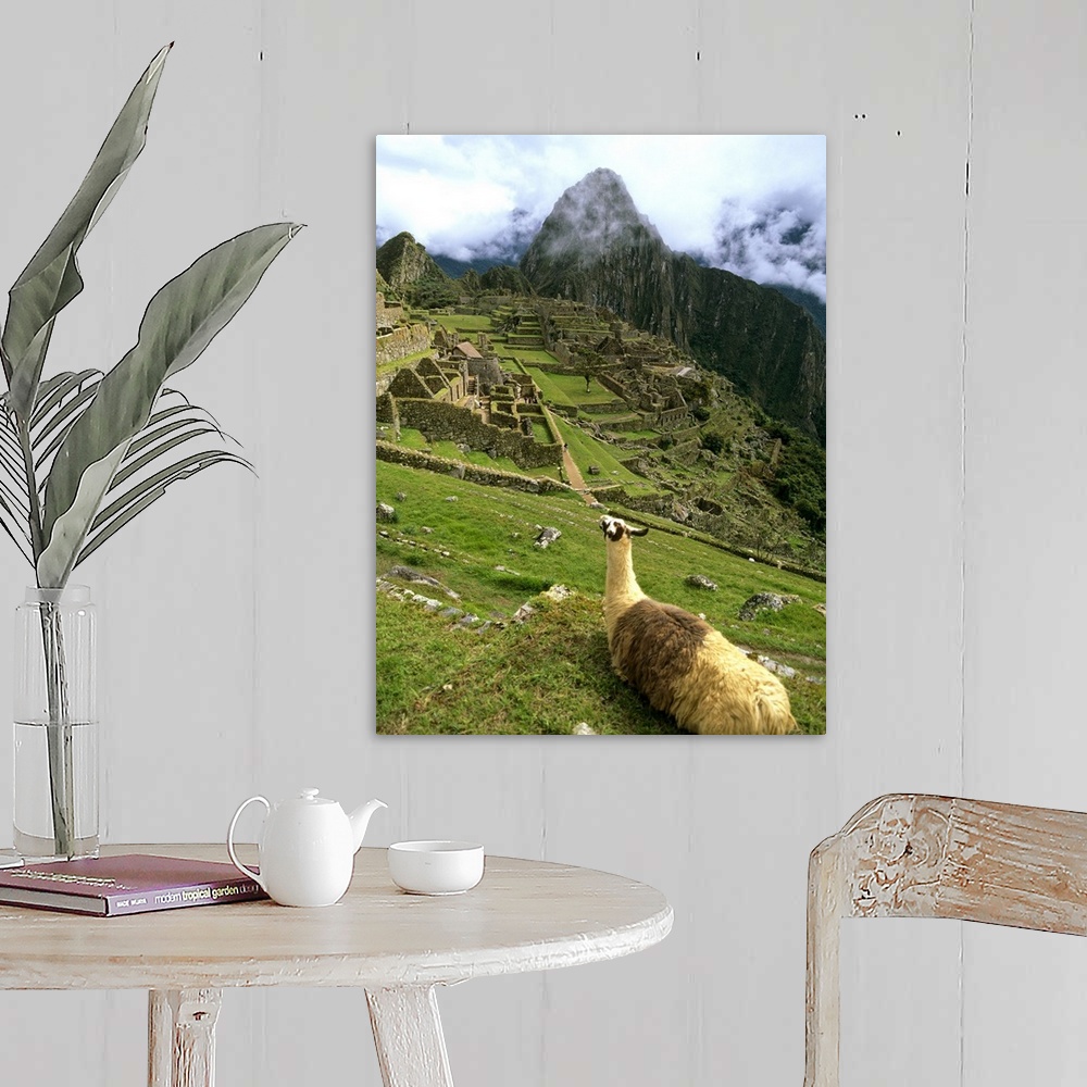A farmhouse room featuring Llama At Machu Picchu