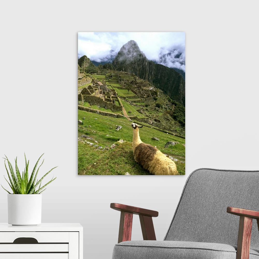 A modern room featuring Llama At Machu Picchu