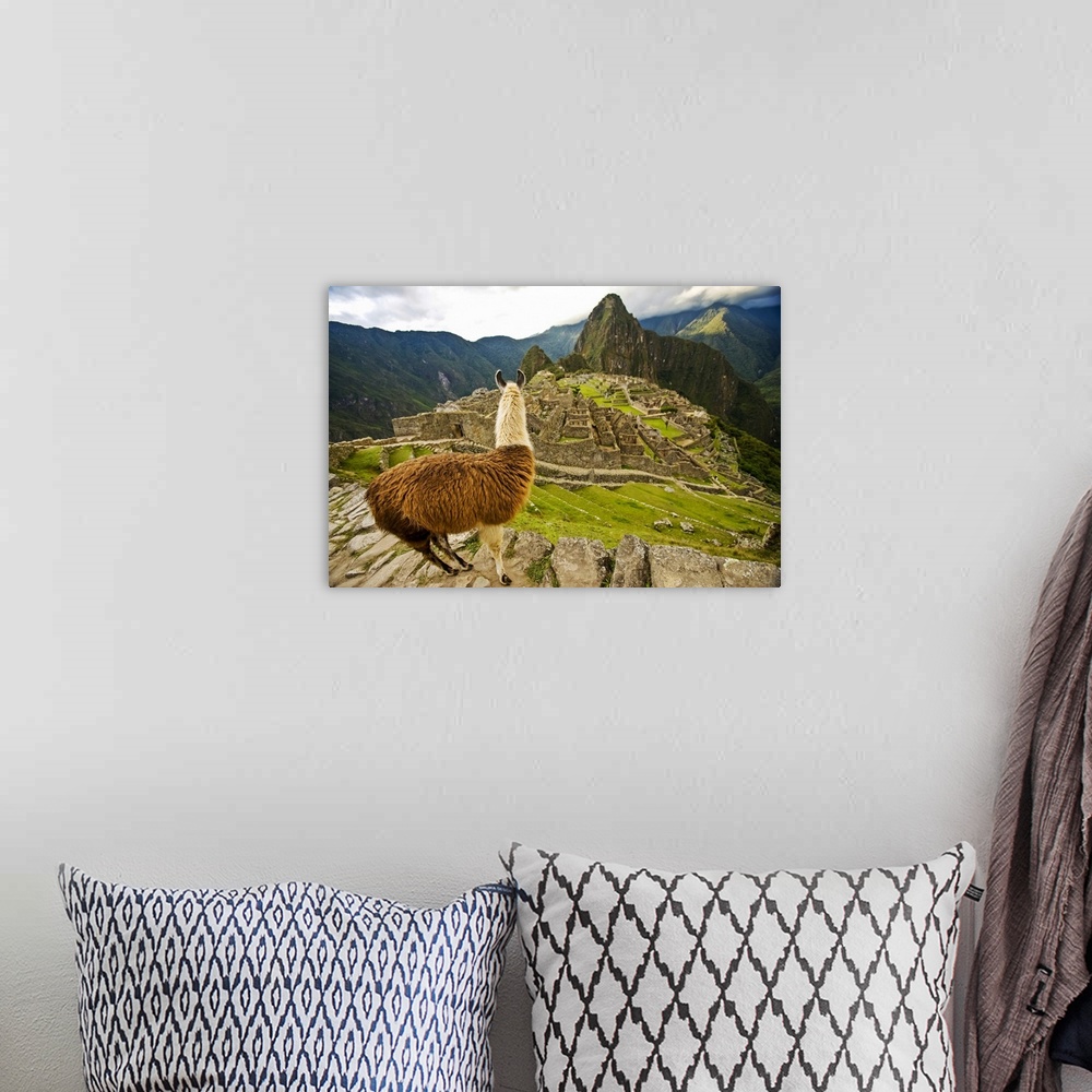 A bohemian room featuring Llama Looks Over At Reconstructed Stone Buildings On Machu Picchu, Peru