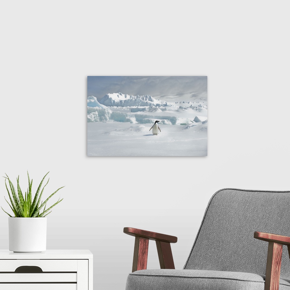 A modern room featuring Lone Adelie penguin (Pygoscelis adeliae) standing on icy tundra at Cierva Cove in Hughes Bay. Ade...