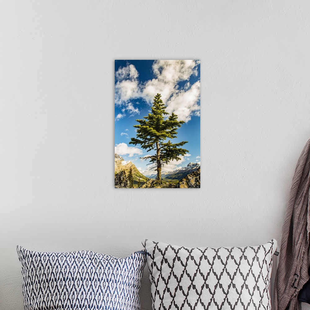 A bohemian room featuring A lone coniferous tree grows along a rocky ridge in the Rocky Mountains, Banff National Park; Alb...