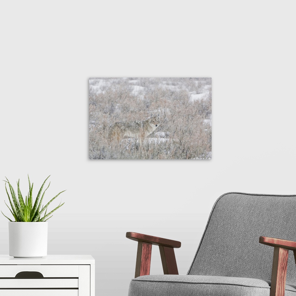 A modern room featuring Lone coyote (Canis latrans) standing in the middle of a field of brush looking at camera through ...