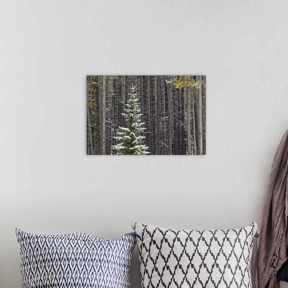 A bohemian room featuring Lone Spruce Tree Against Backdrop Of Lodgepole Pine Trunks, Alberta, Canada