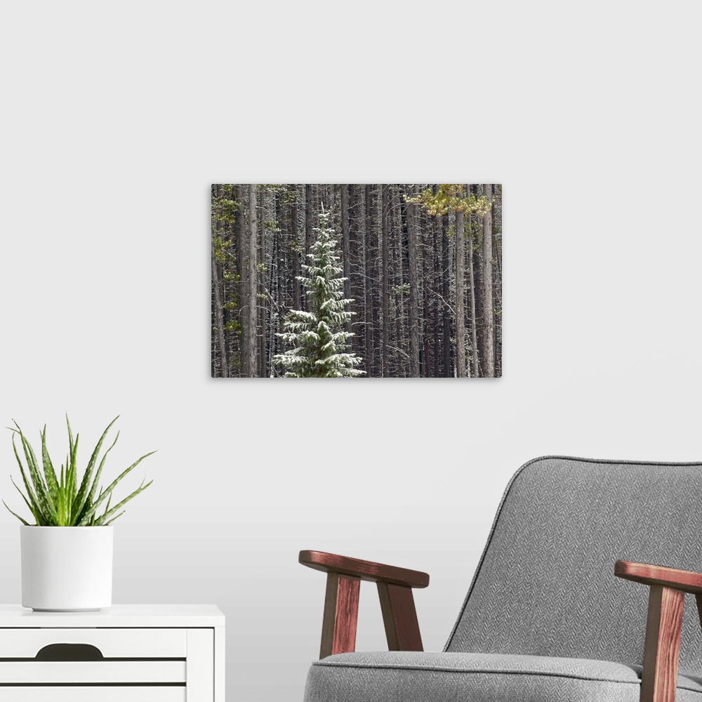 A modern room featuring Lone Spruce Tree Against Backdrop Of Lodgepole Pine Trunks, Alberta, Canada