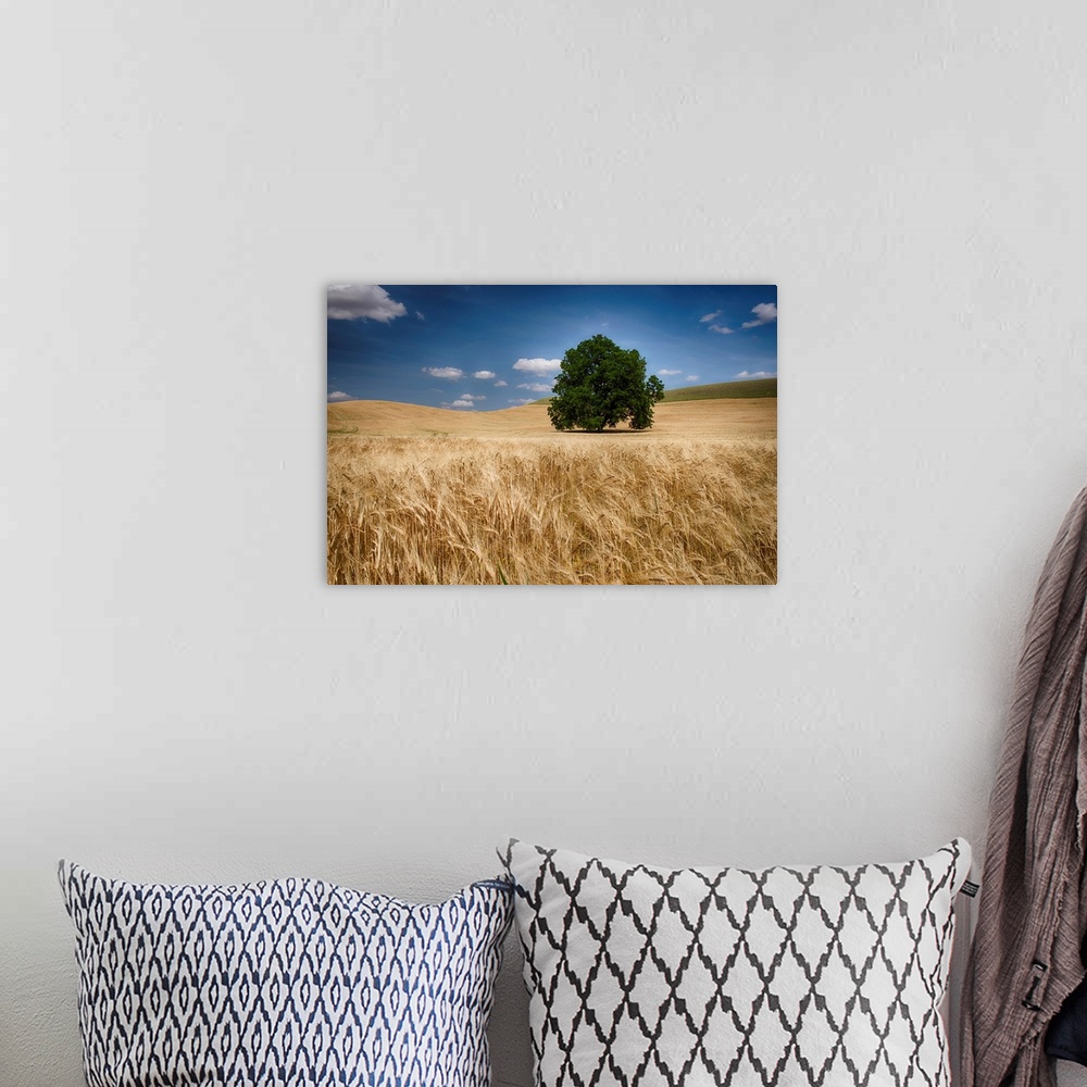A bohemian room featuring Lone tree in a wheat field, Palouse, Washington, United States of America.