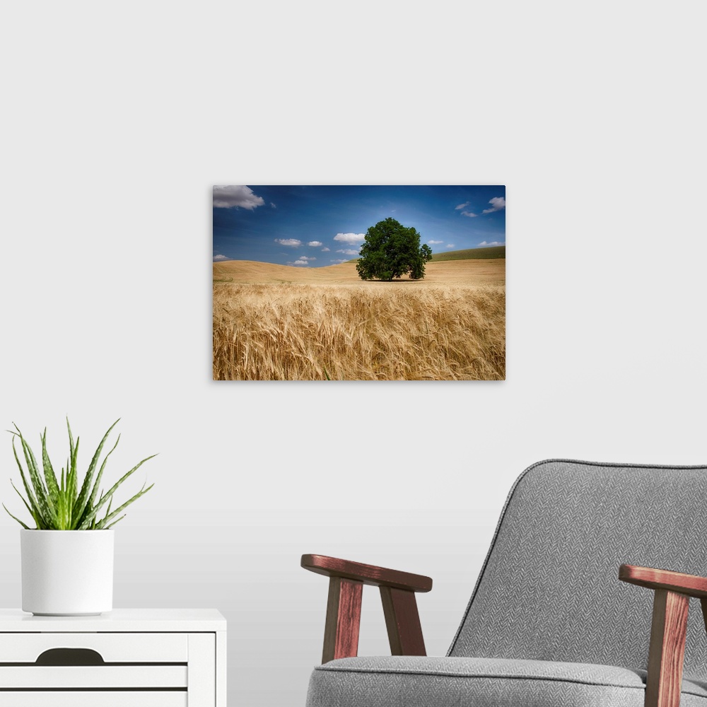 A modern room featuring Lone tree in a wheat field, Palouse, Washington, United States of America.