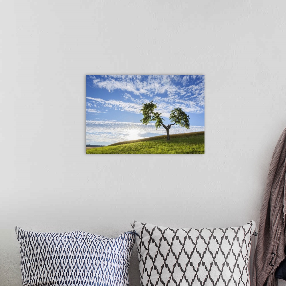 A bohemian room featuring Lone Tree in Meadow with Sun in Summer, Reichartshausen, Miltenberg District, Bavaria, Germany