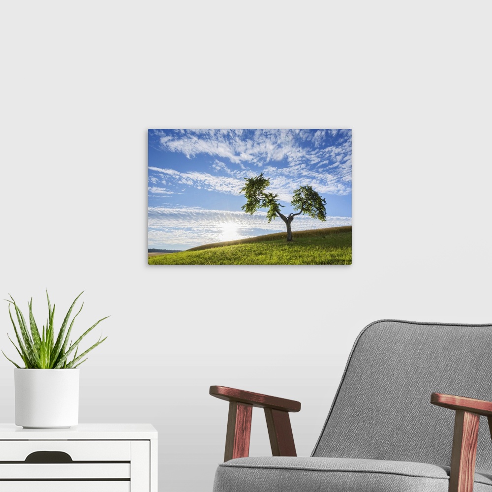 A modern room featuring Lone Tree in Meadow with Sun in Summer, Reichartshausen, Miltenberg District, Bavaria, Germany
