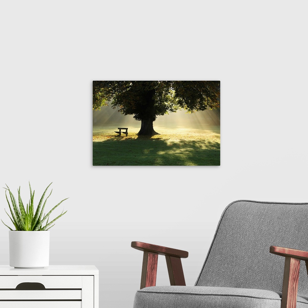 A modern room featuring Lone Tree In Mist And Sunlight; Cahir, County Tipperary, Ireland
