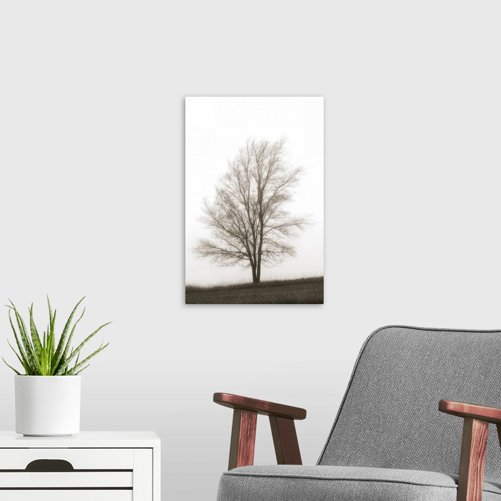 A modern room featuring Lone Tree In The Mist