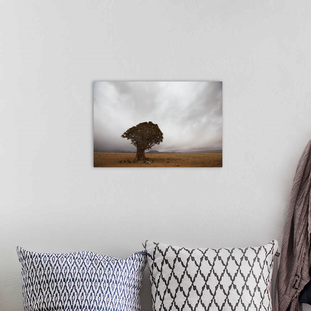 A bohemian room featuring Lonely Quiver Tree In Cloudy Desert, Namibia