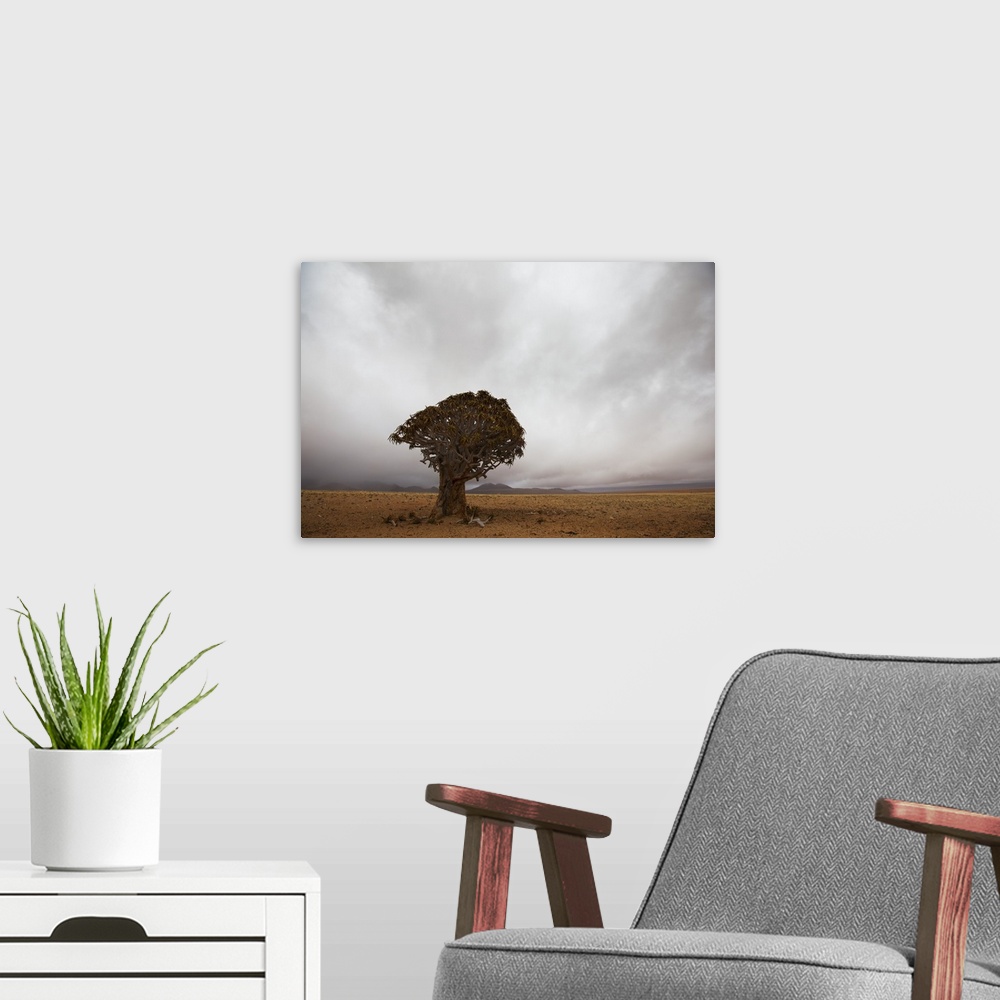 A modern room featuring Lonely Quiver Tree In Cloudy Desert, Namibia