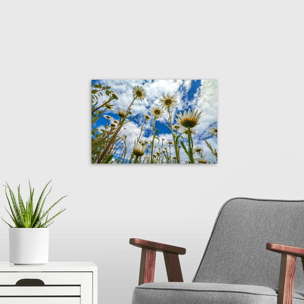 A modern room featuring Looking up at daisies (Bellis pernnis) for a unique perspective, British Columbia, Canada.