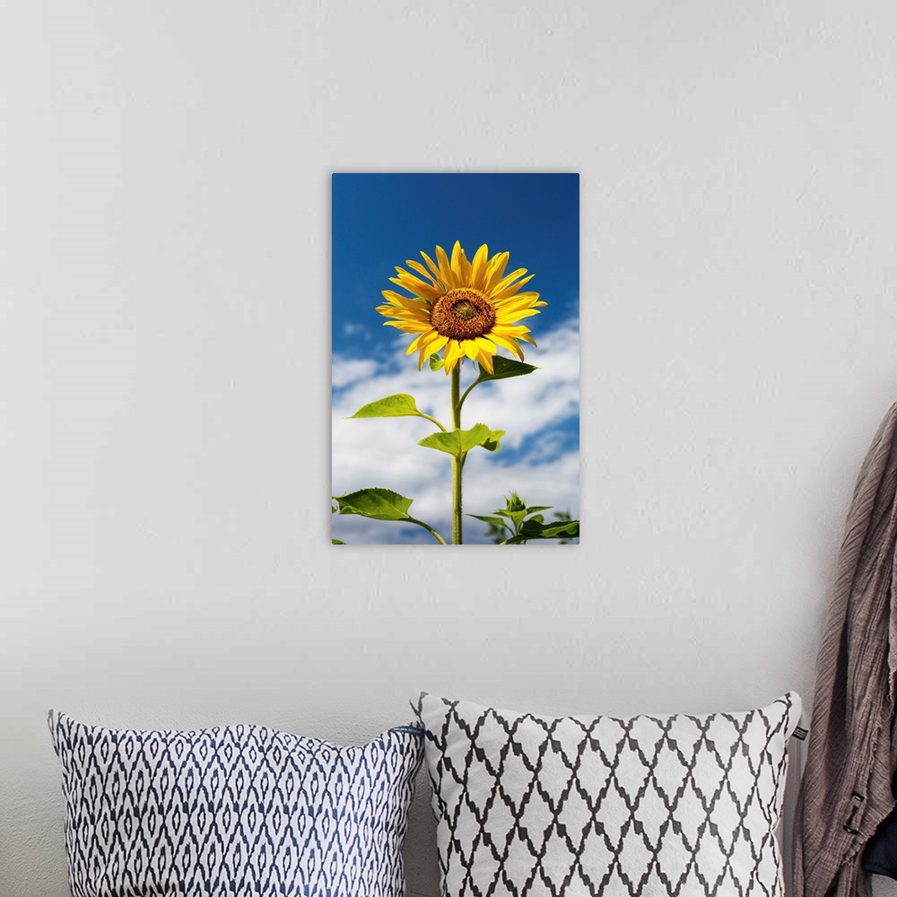 A bohemian room featuring Low angle close up of a sunflower with blue sky and clouds, Alberta, Canada.