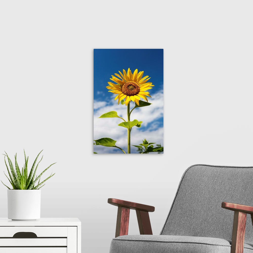 A modern room featuring Low angle close up of a sunflower with blue sky and clouds, Alberta, Canada.