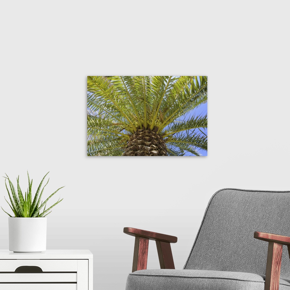 A modern room featuring Low Angle View of Palm Tree in Puerto de la Cruz, Tenerife, Canary Islands, Spain