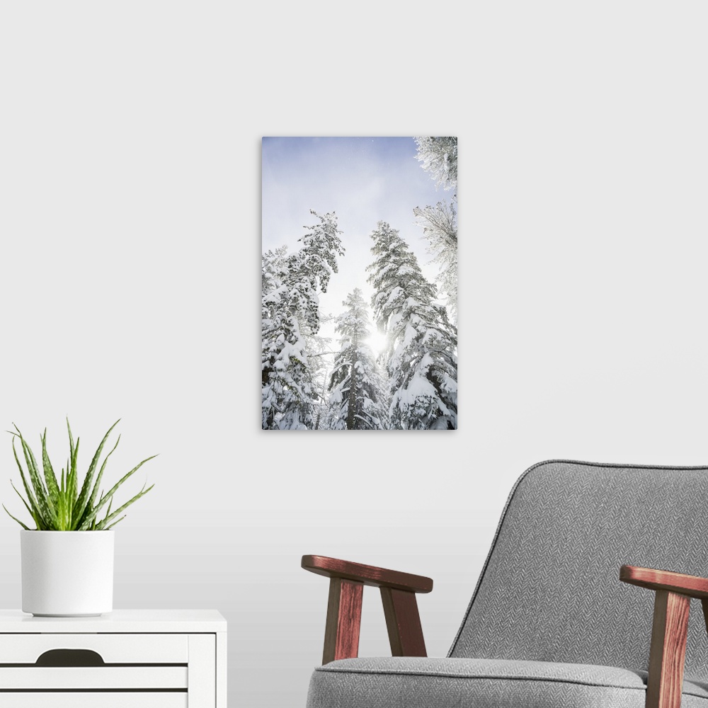 A modern room featuring Low angle view of snow covered trees and sunlight glowing through them to a blue sky with cloud