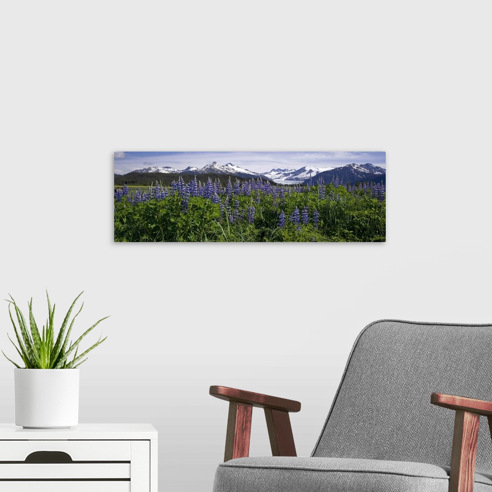 A modern room featuring Lupine Blooms In The Wetlands Near Mendenhall Glacier, Southeast Alaska