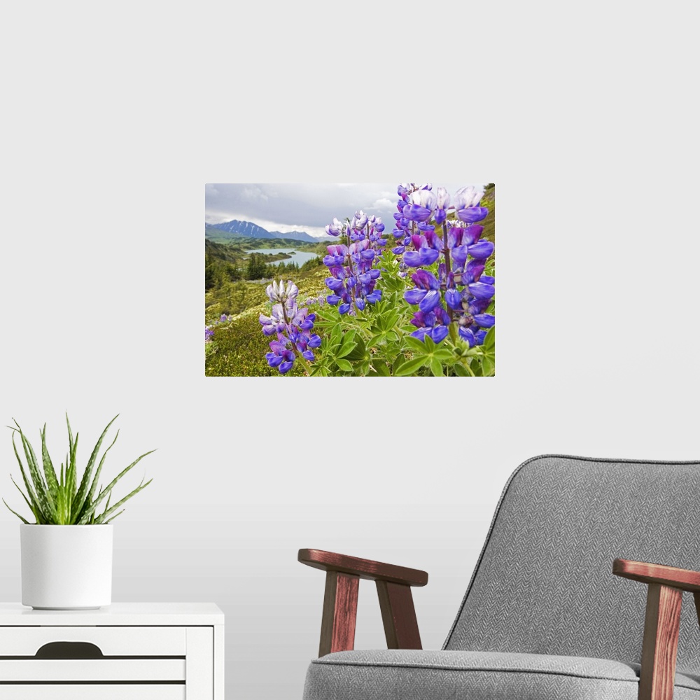 A modern room featuring Lupine Flowers Near Lost Lake, Seward, Chugach National Forest, Southcentral, Alaska