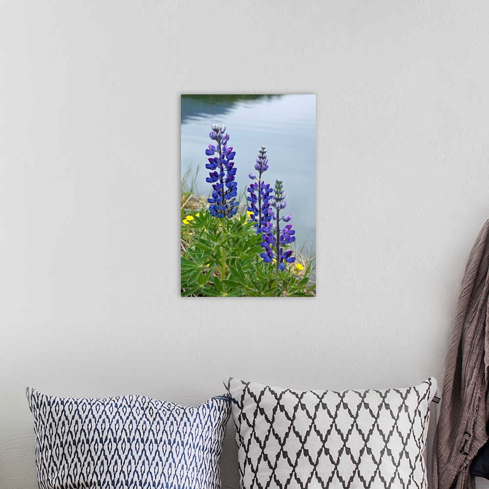 A bohemian room featuring Big, vertical, close up photograph of several lupine flowers surrounded by grass, at the edge of ...