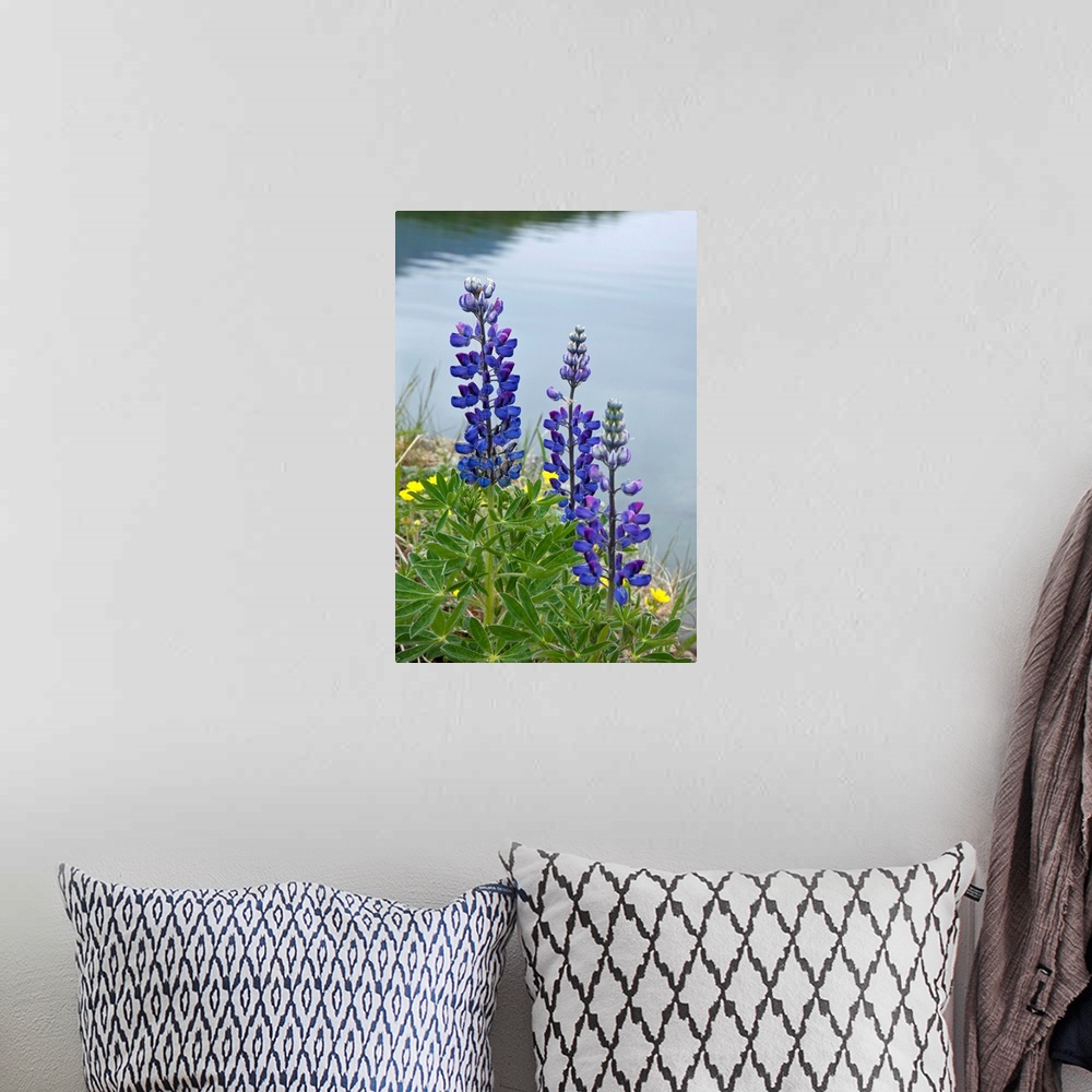 A bohemian room featuring Big, vertical, close up photograph of several lupine flowers surrounded by grass, at the edge of ...