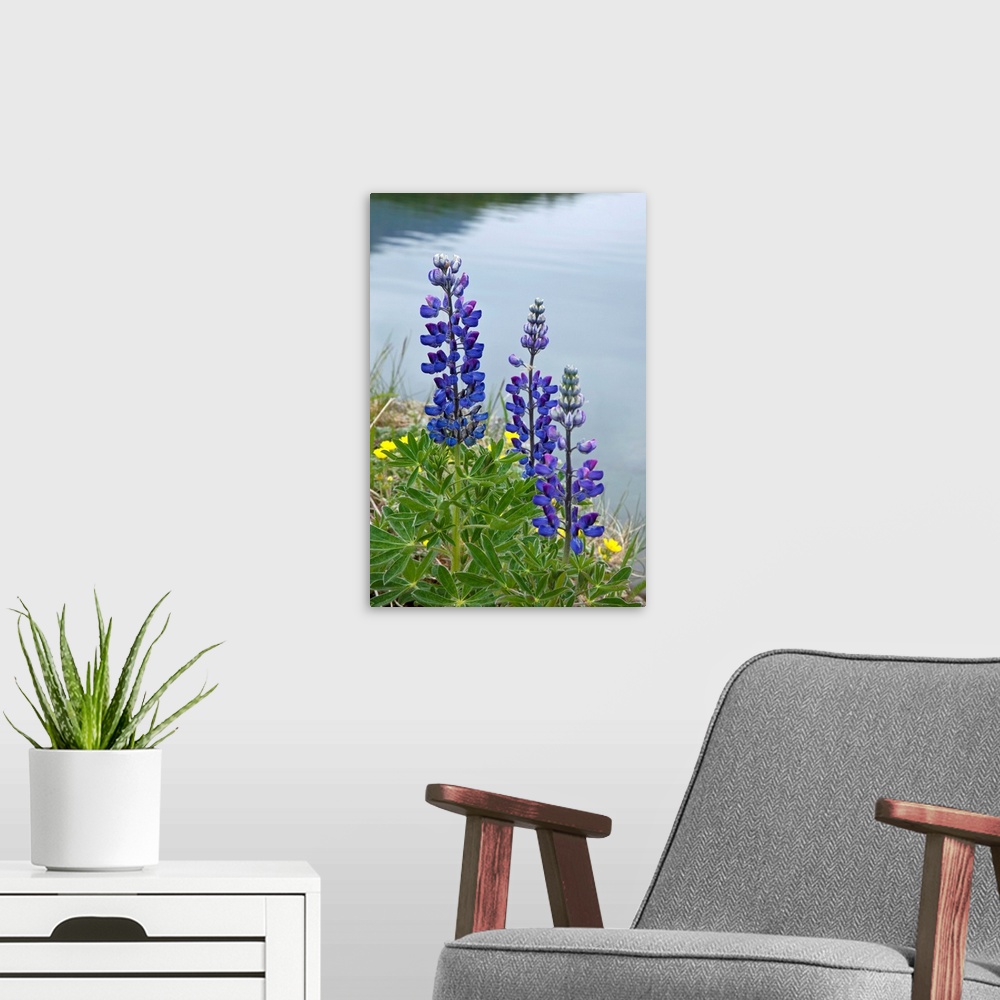 A modern room featuring Big, vertical, close up photograph of several lupine flowers surrounded by grass, at the edge of ...