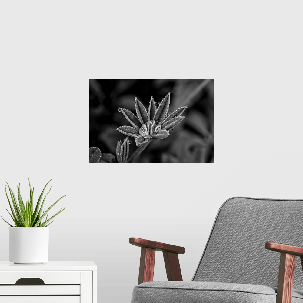 A modern room featuring Lupine leaves with dew drops in black and white, united states of America.