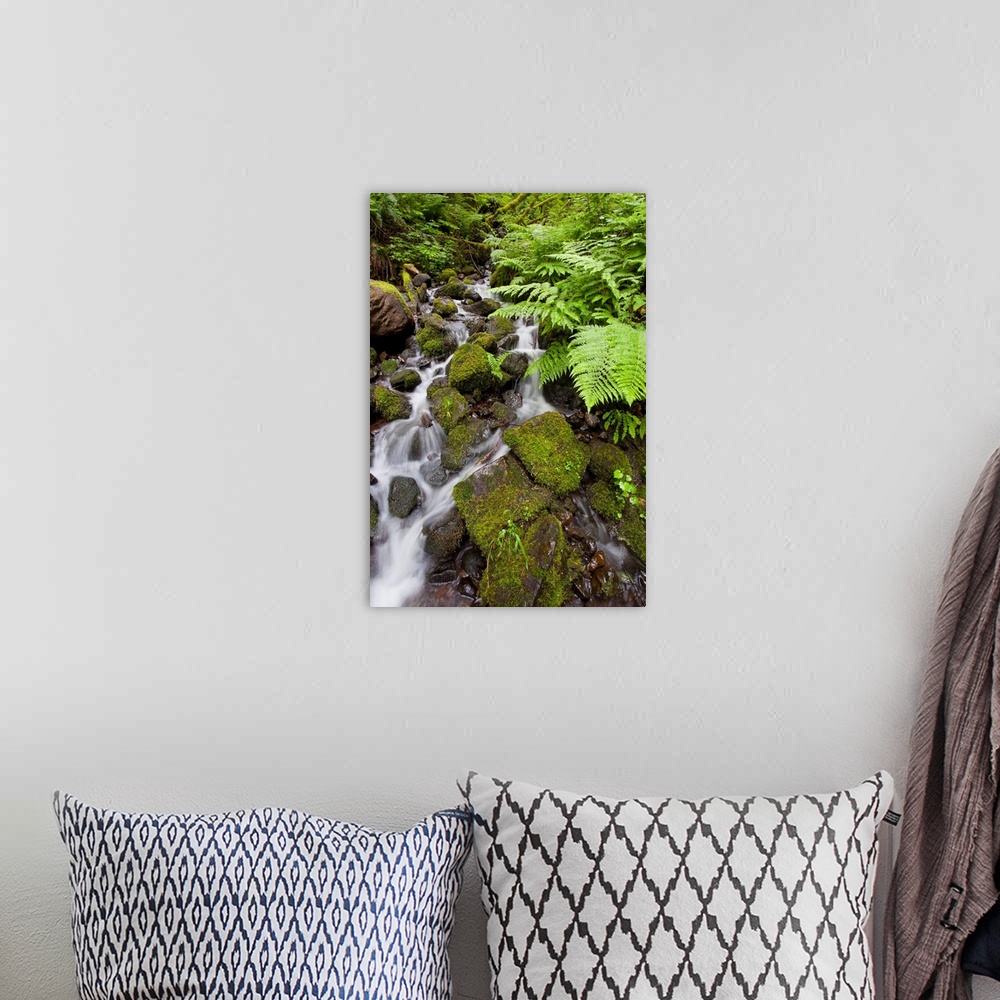 A bohemian room featuring Lush Green Foliage Along A Creek In Columbia River Gorge, Oregon