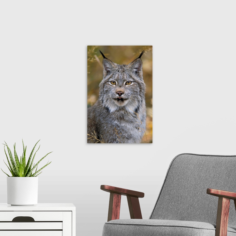 A modern room featuring Lynx, Autumn, Rocky Mountains, North America