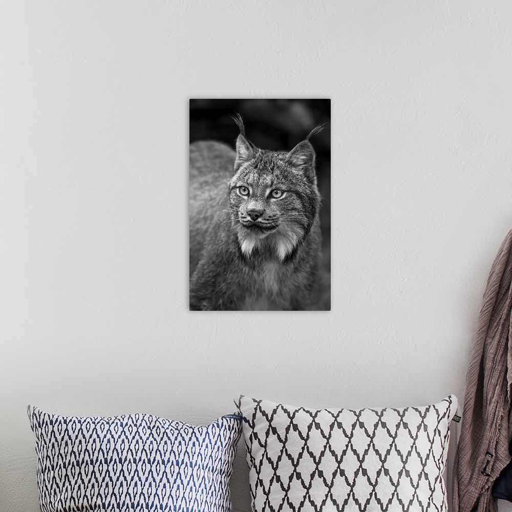 A bohemian room featuring Lynx (lynx canadensis), Chilkat river, Haines, Alaska, united states of America.